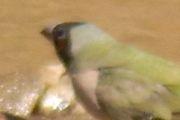 Gouldian Finch (Erythrura gouldiae)